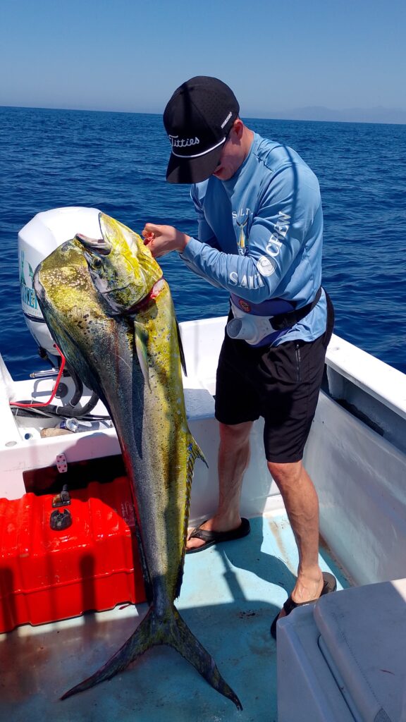 Mahi mahi caught on a fishing charter in San José del Cabo with vibrant colors and strong fight