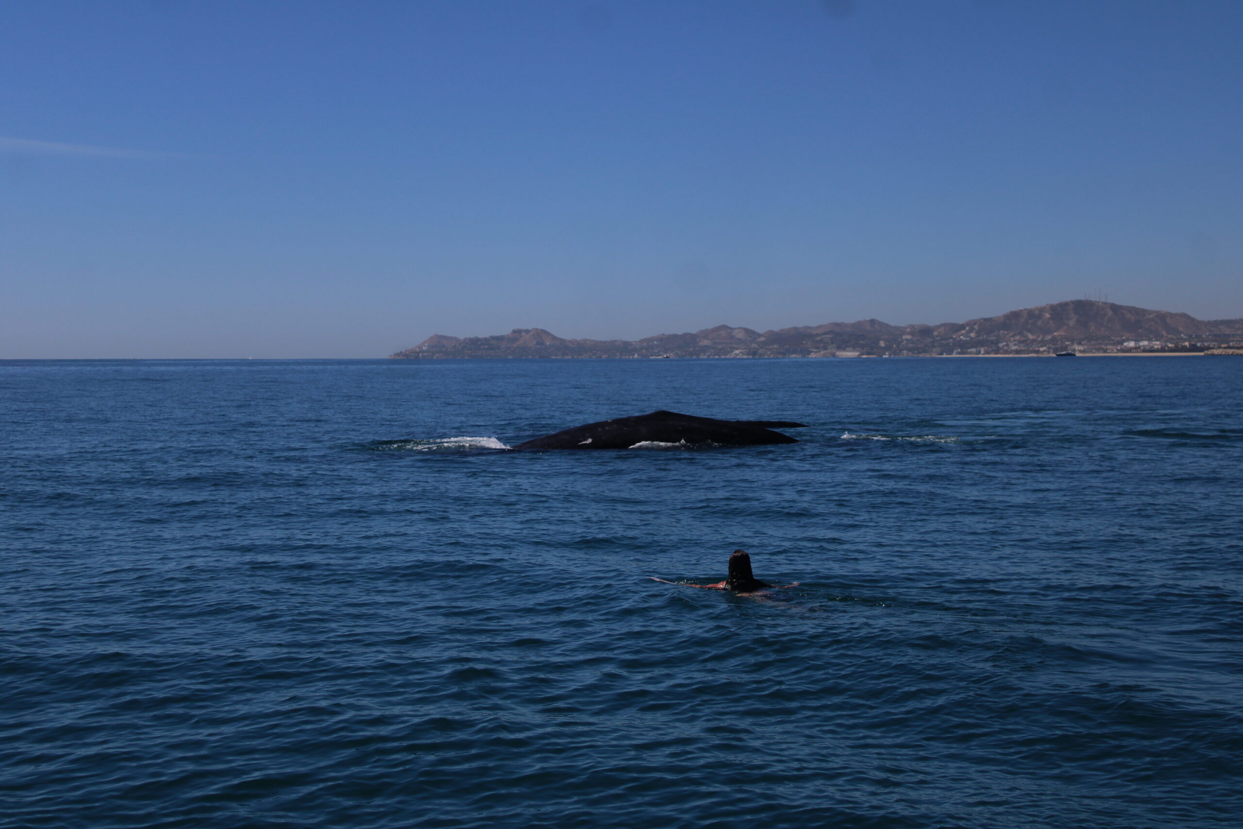 Tour de snorkel en grupo pequeño con guía experto en San José del Cabo con Salty Cabo Excursions