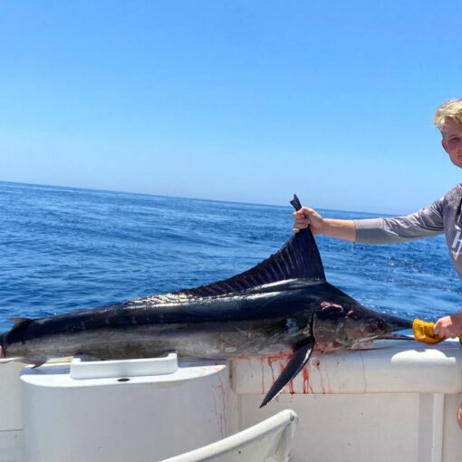 Marlin fish reports San José del cabo
