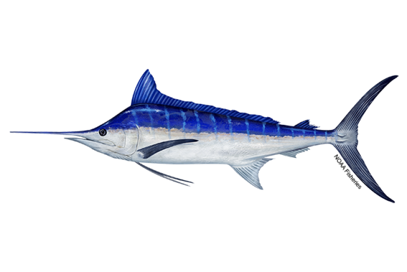 Blue Marlin in Los Cabos released with Daliken Sportfishing, offshore San José del Cabo
