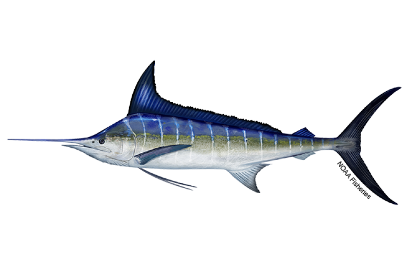 Striped Marlin tailing near Cabo, Daliken Sportfishing release