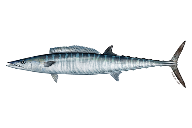 Wahoo high-speed trolling capture near Cabo with Daliken Sportfishing
