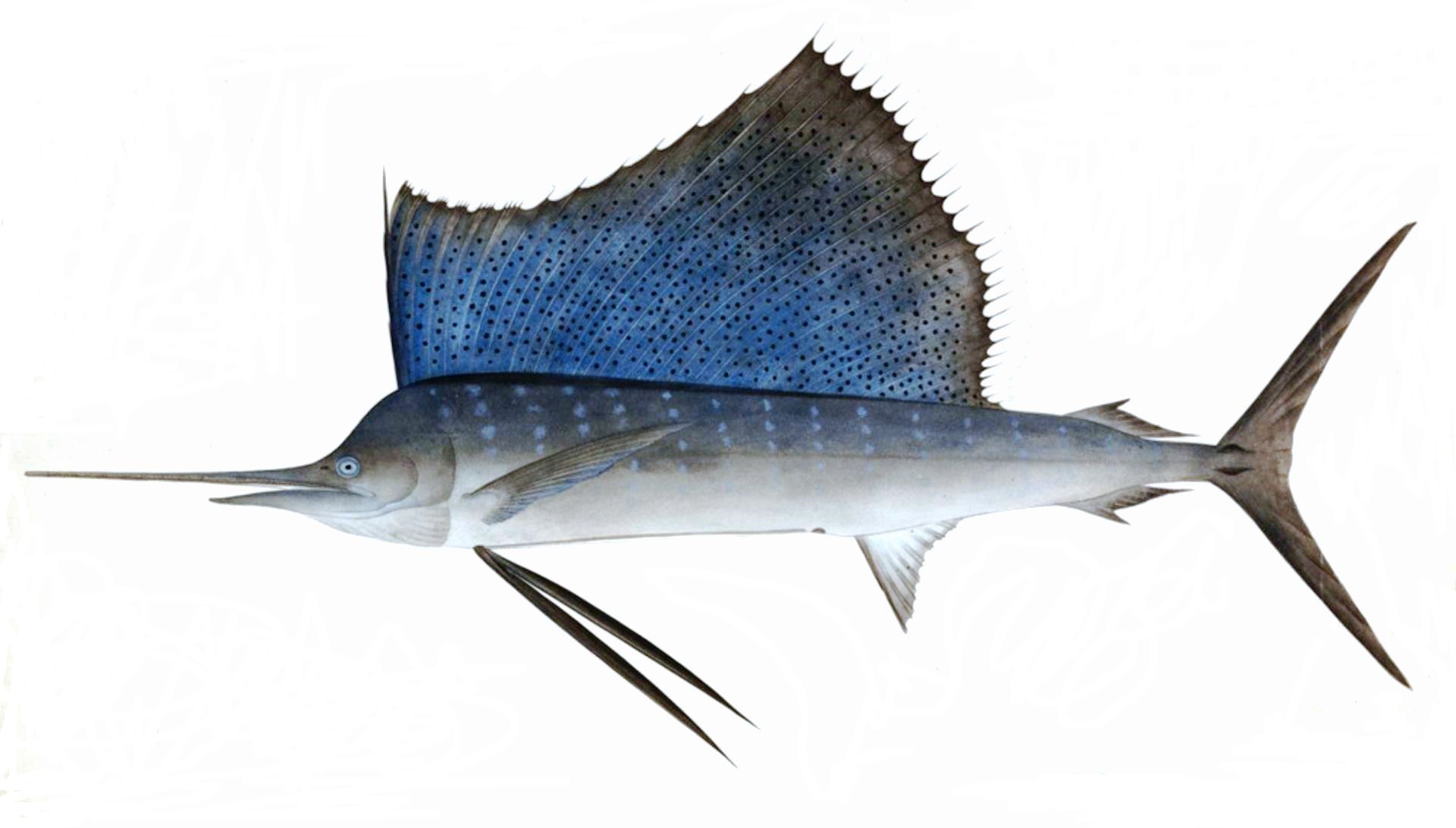 Sailfish jumping, released with Daliken Sportfishing in Los Cabos