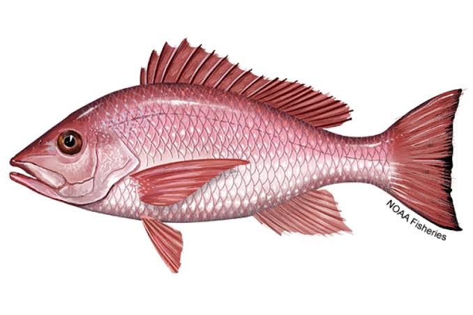 Red Snapper caught on reefs near San José del Cabo with Daliken Sportfishing