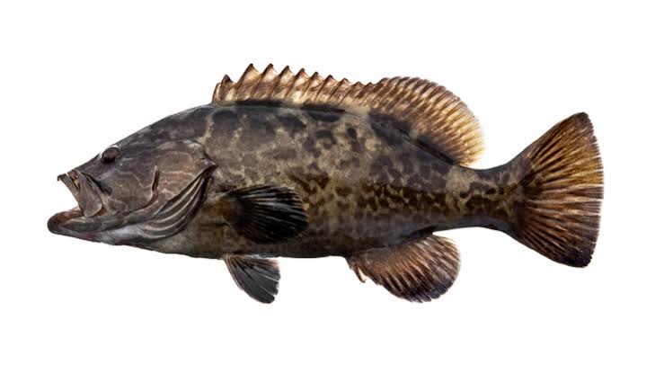 Grouper from rocky bottoms near La Fortuna and Iman with Daliken Sportfishing