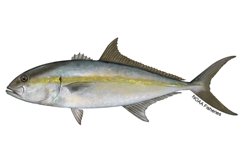 Amberjack vertical jigging over high spots in Los Cabos with Daliken Sportfishing