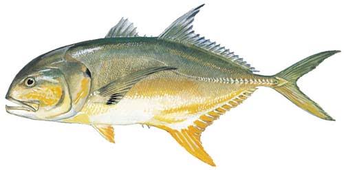 Jack Crevalle smashing topwater nearshore with Daliken Sportfishing in Los Cabos