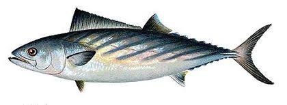 Pacific Bonito nearshore action on light tackle with Daliken Sportfishing