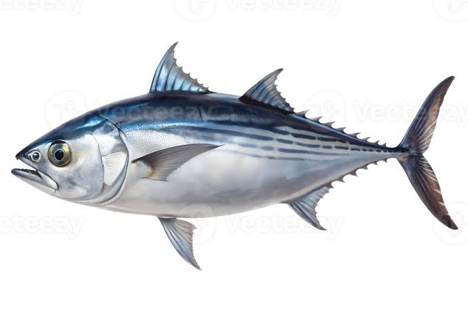 Skipjack tuna (barrilete) on light tackle near Cabo with Daliken Sportfishing