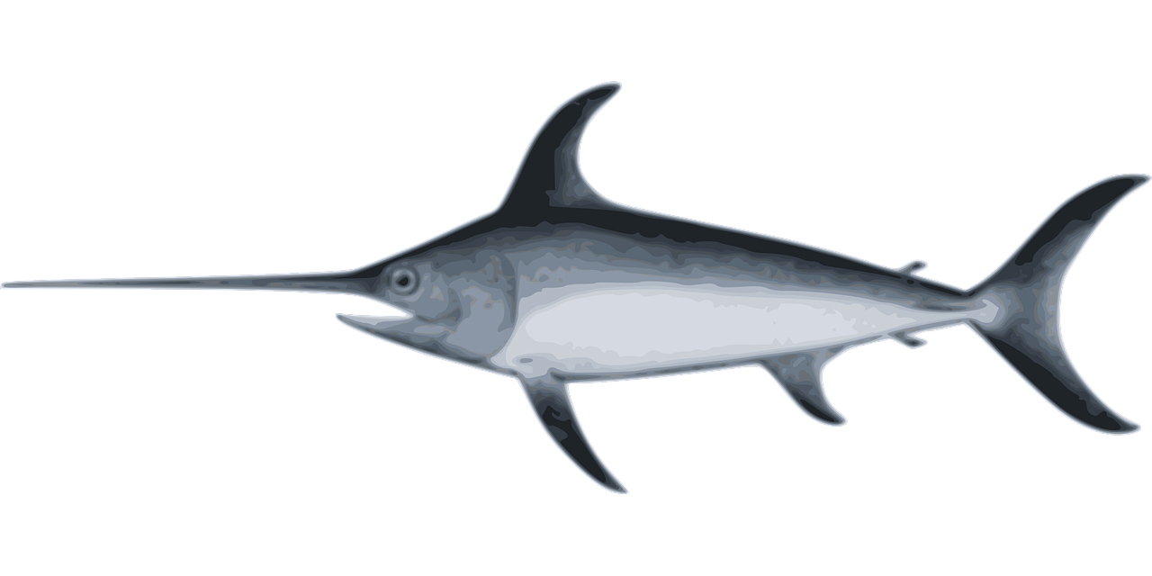Swordfish (pez espada) sight-fished offshore Cabo with Daliken Sportfishing