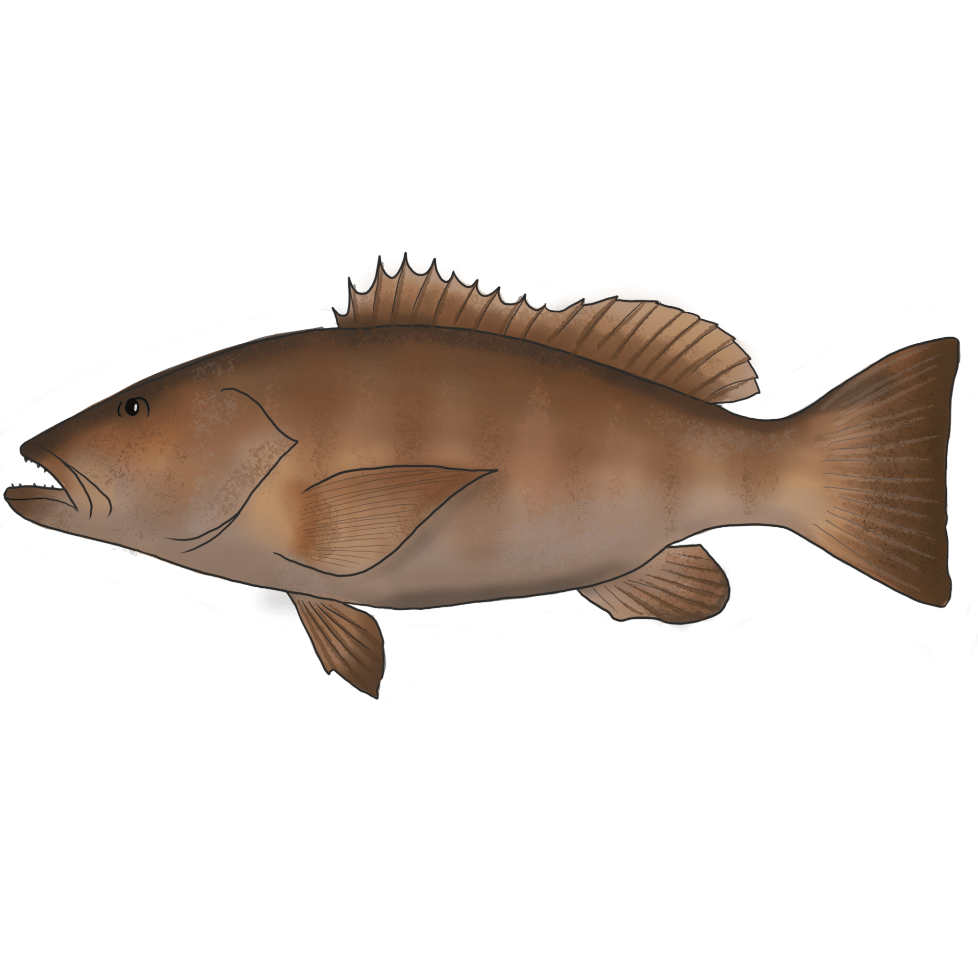 Cubera Snapper (pargo cubera) powerful bottom fish in Los Cabos with Daliken Sportfishing