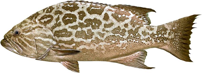Broomtail Grouper (cabrilla) caught on reefs near Cabo with Daliken Sportfishing