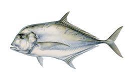 African Pompano caught off Los Cabos with Daliken Sportfishing