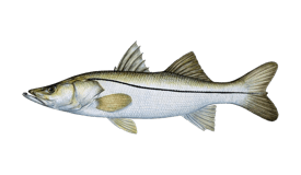 Pacific Snook (róbalo) near estuaries of San José del Cabo with Daliken Sportfishing