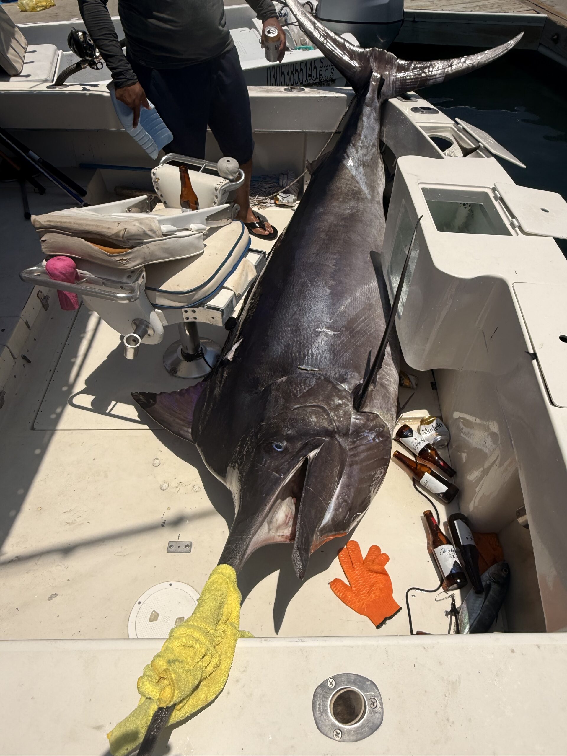 600 lb black marlin at Gordo Banks on 32 ft sportfisher after a 3-hour fight – San José del Cabo