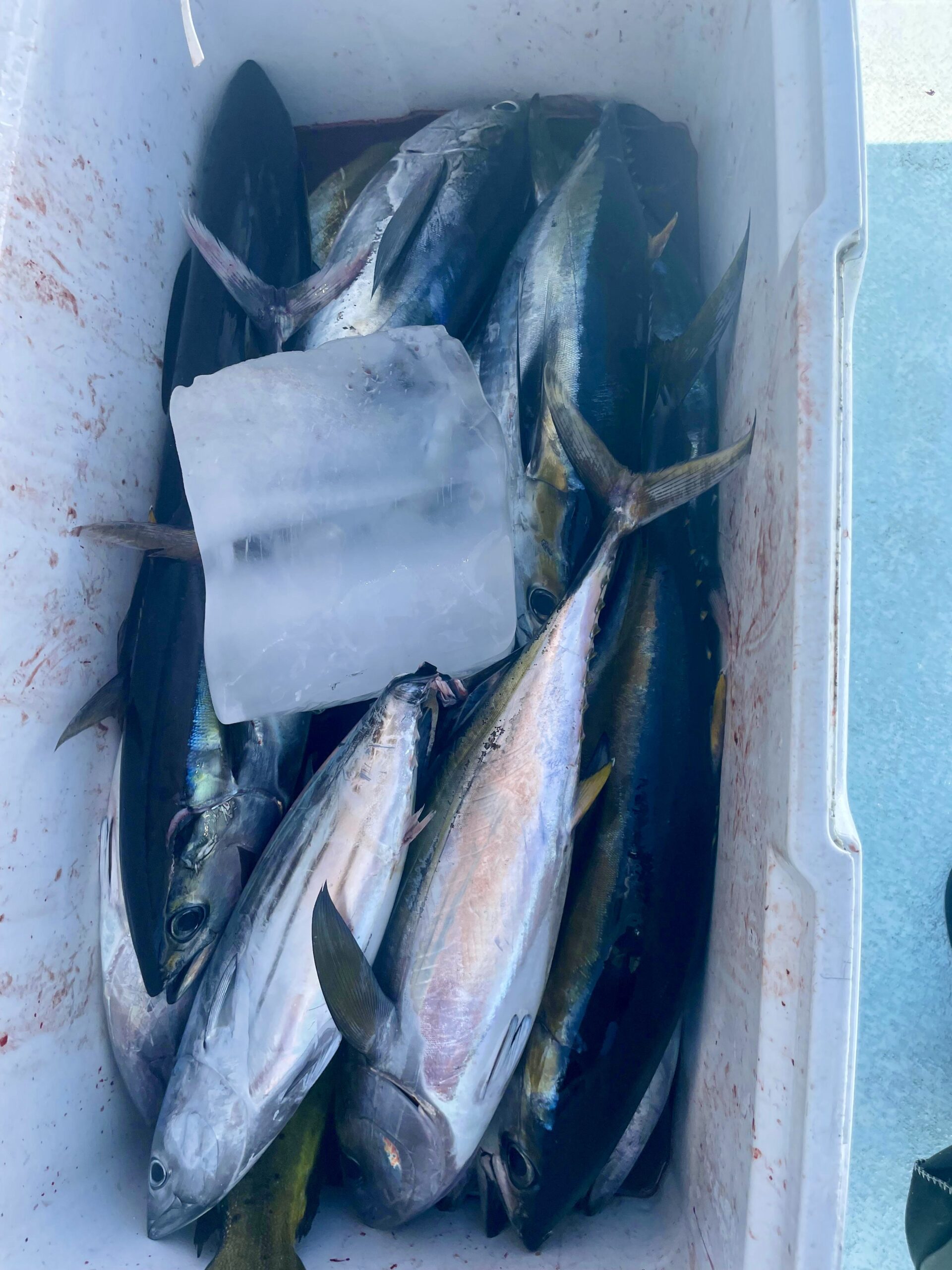 Fresh mahi mahi and tuna from Los Cabos waters with Daliken