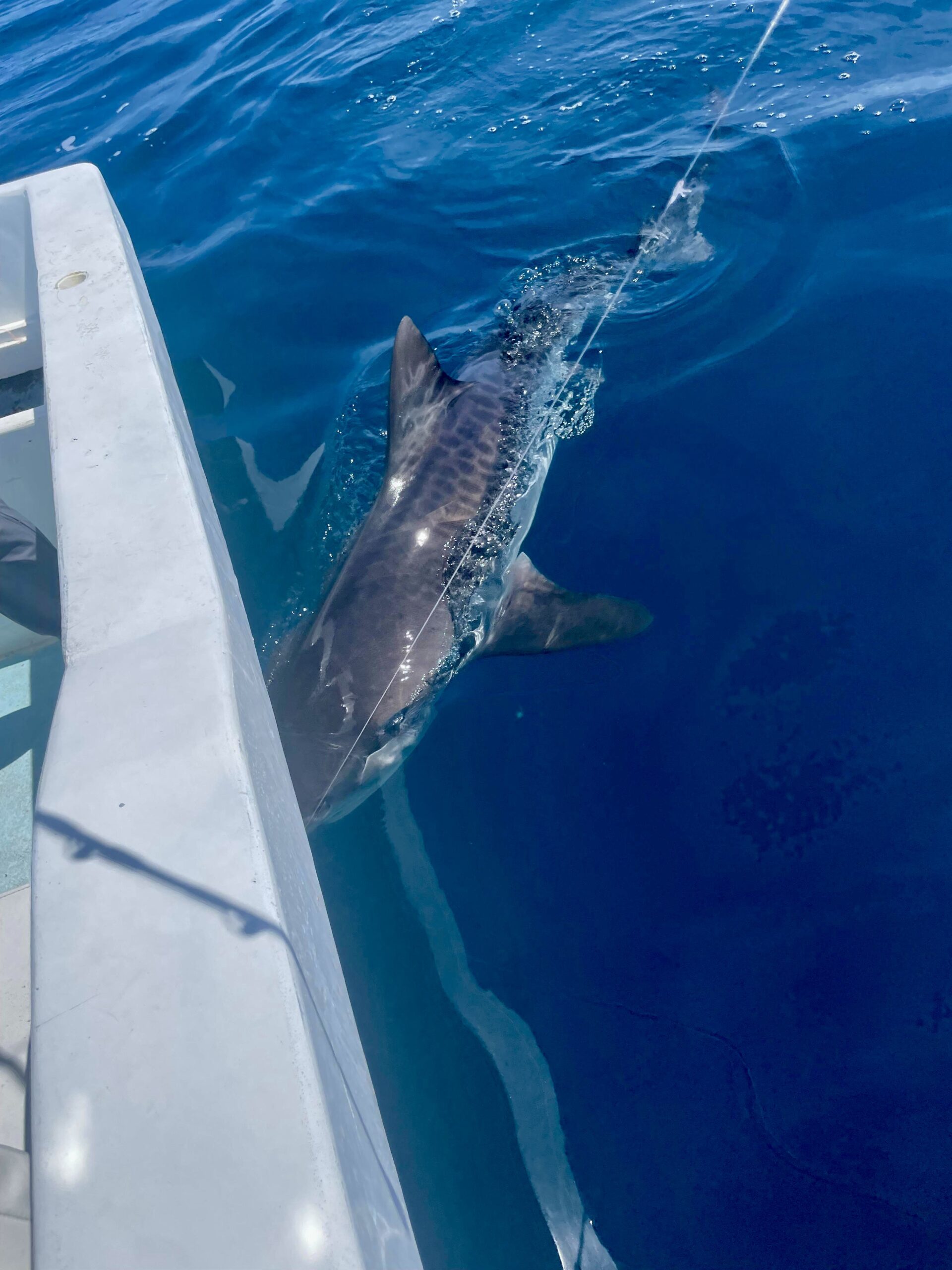 Released tiger shark from responsible fishing charter in Cabo