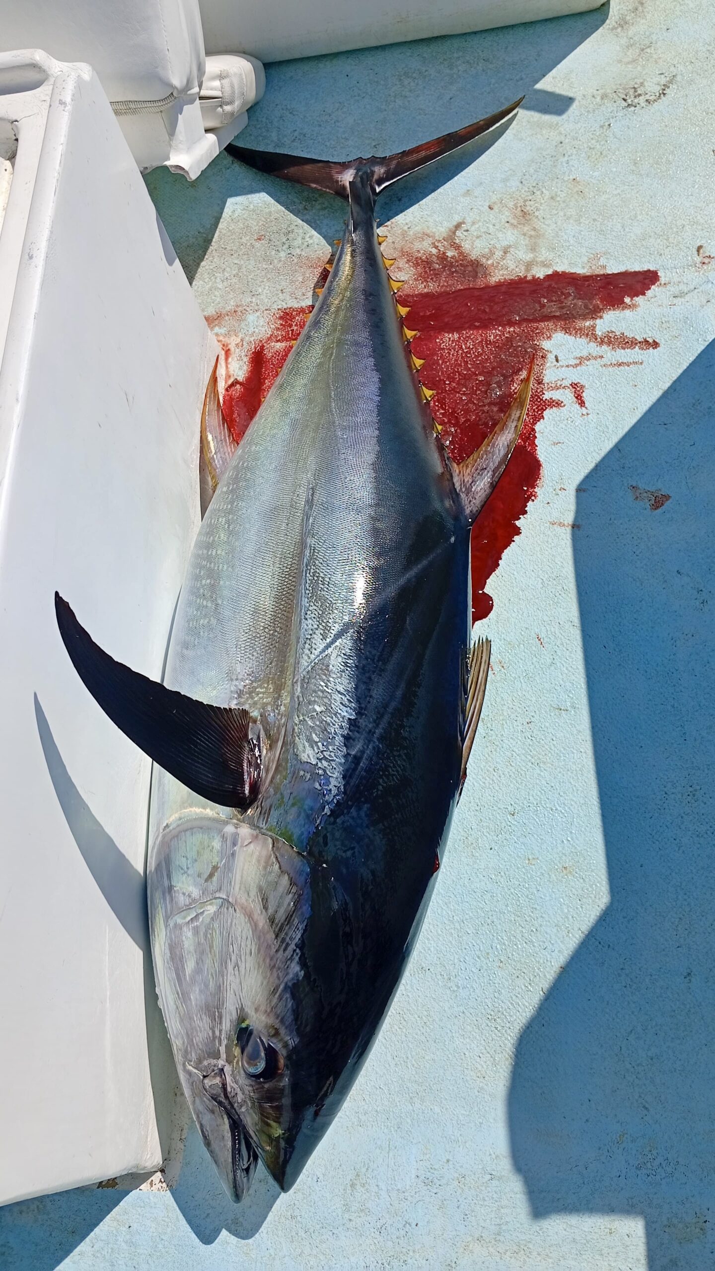 Crew with giant tuna ~80 lb on the 26ft panga