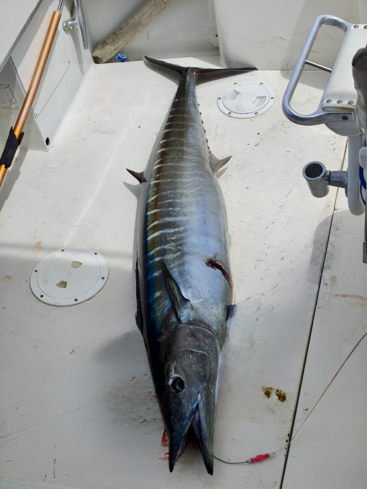 Wahoo on deck at Iman Bank