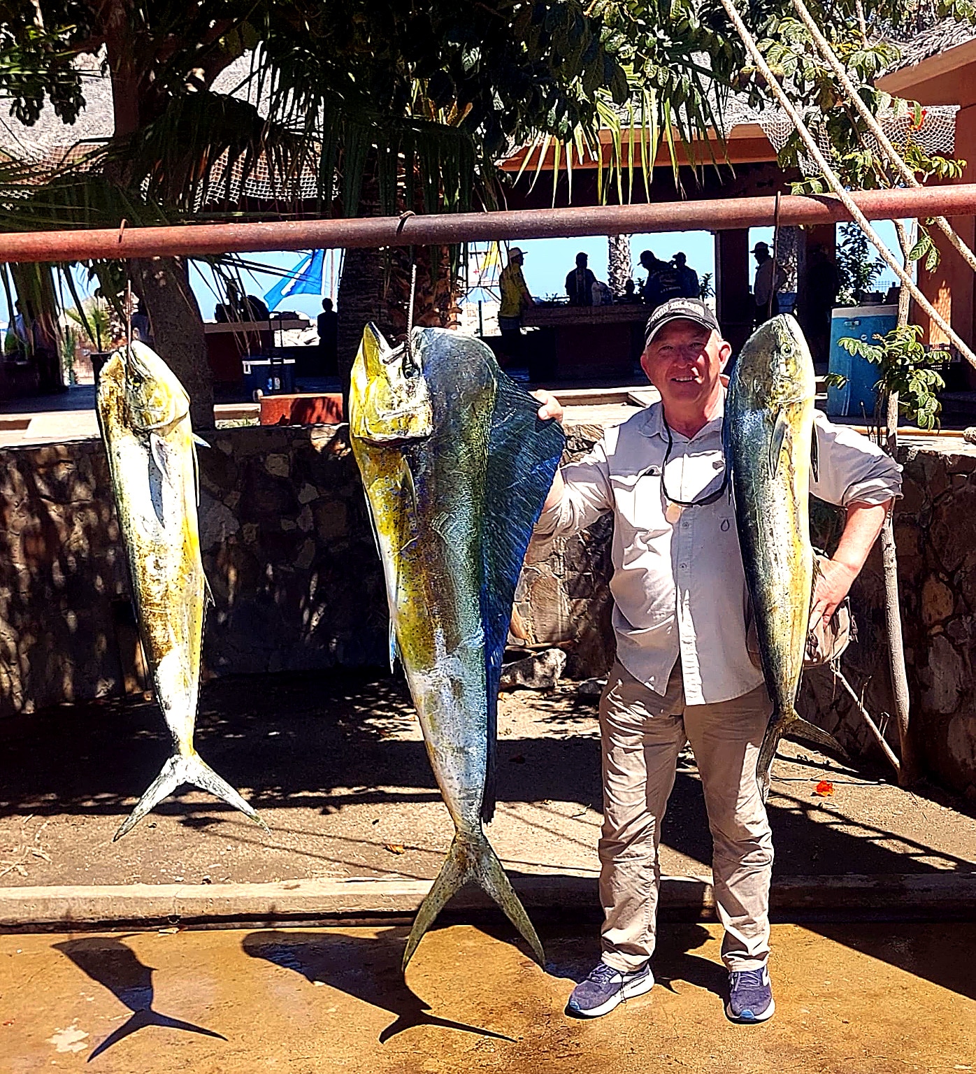 Dorado mahi mahi action with frigate birds in Los Cabos