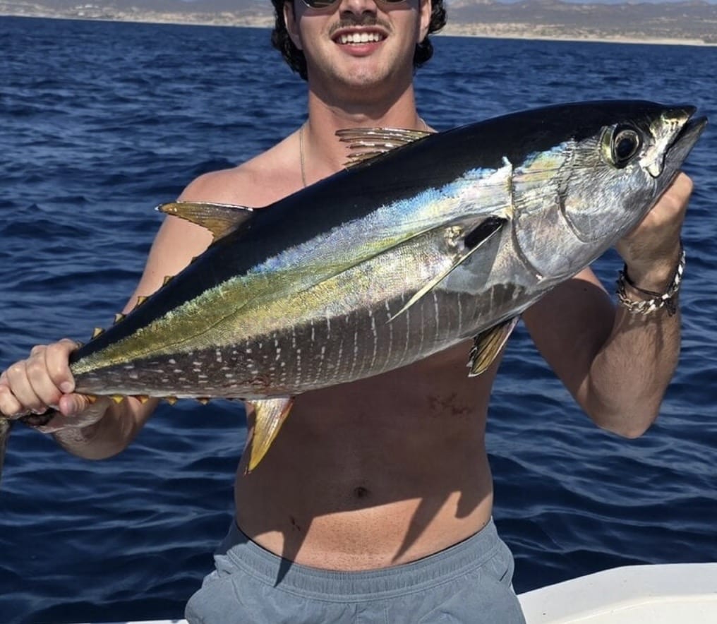 Pacific yellowfin tuna Thunnus albacares cow class catch from Baja California waters